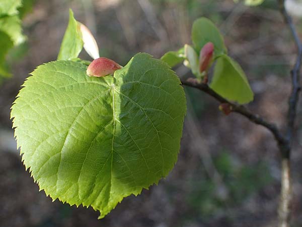 Tilia cordata \ Winter-Linde / Small-Leaved Lime, D Mannheim-Pfingstberg 24.4.2021