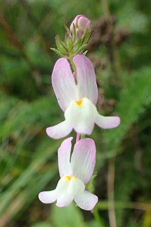 Linaria bipartita agg. \ Zweiteiliges Leinkraut / Cloven Lip Toadflax, D Wendtorf 18.9.2021