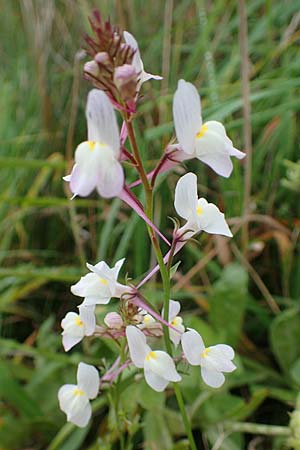 Linaria bipartita agg. \ Zweiteiliges Leinkraut / Cloven Lip Toadflax, D Wendtorf 18.9.2021