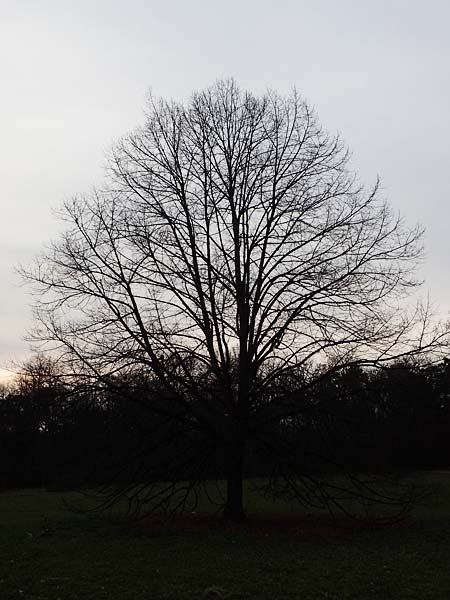 Tilia cordata ? \ Winter-Linde / Small-Leaved Lime, D Mannheim 22.2.2023