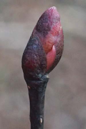 Tilia cordata ? \ Winter-Linde / Small-Leaved Lime, D Mannheim 22.2.2023