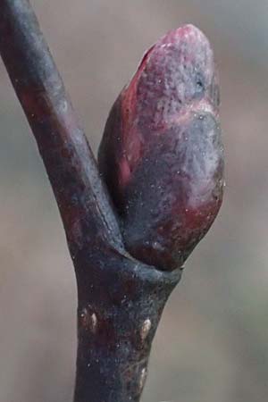 Tilia cordata ? \ Winter-Linde / Small-Leaved Lime, D Mannheim 22.2.2023