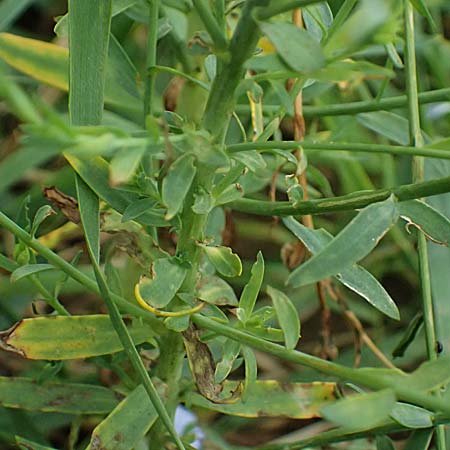 Linum bienne \ Zweij�hriger Lein / Pale Flax, D Wiesloch 3.6.2025
