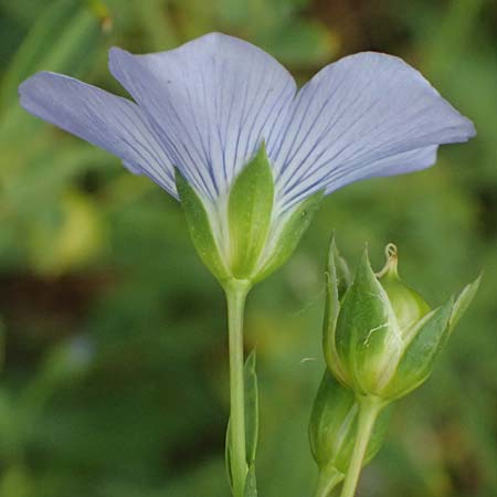 Linum bienne \ Zweij�hriger Lein / Pale Flax, D Wiesloch 3.6.2025