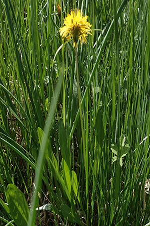 Taraxacum hollandicum \ Holl&auml;ndischer Sumpf-L�wenzahn / Dutch Marsh Dandelion, D Hegne 25.4.2018