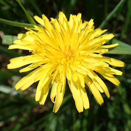 Taraxacum hollandicum \ Holl&auml;ndischer Sumpf-L�wenzahn / Dutch Marsh Dandelion, D Hegne 25.4.2018