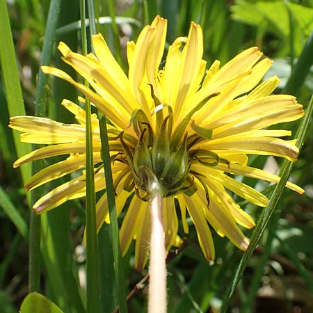 Taraxacum hollandicum \ Holl&auml;ndischer Sumpf-L�wenzahn / Dutch Marsh Dandelion, D Hegne 25.4.2018