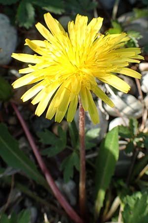 Taraxacum turfosum \ Torfmoos-L�wenzahn / Peat Dandelion, D Hegne 25.4.2018