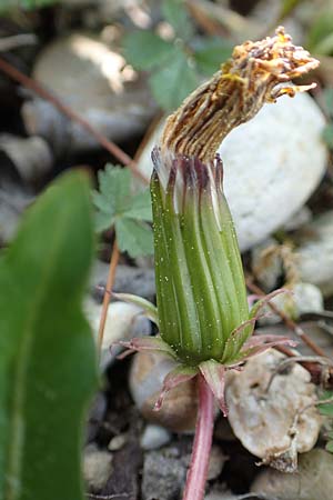 Taraxacum turfosum \ Torfmoos-L�wenzahn / Peat Dandelion, D Hegne 25.4.2018