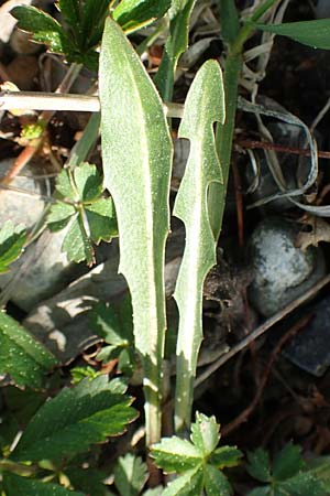 Taraxacum turfosum \ Torfmoos-L�wenzahn / Peat Dandelion, D Hegne 25.4.2018
