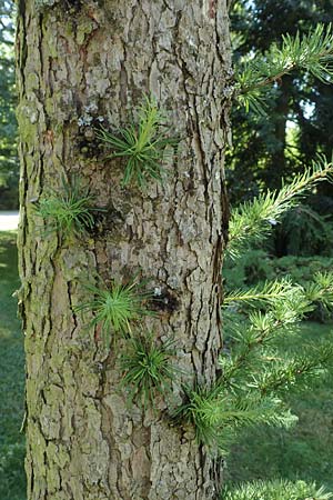 Larix kaempferi \ Japanische L�rche / Japanese Larch, D Stuttgart-Hohenheim 19.7.2018