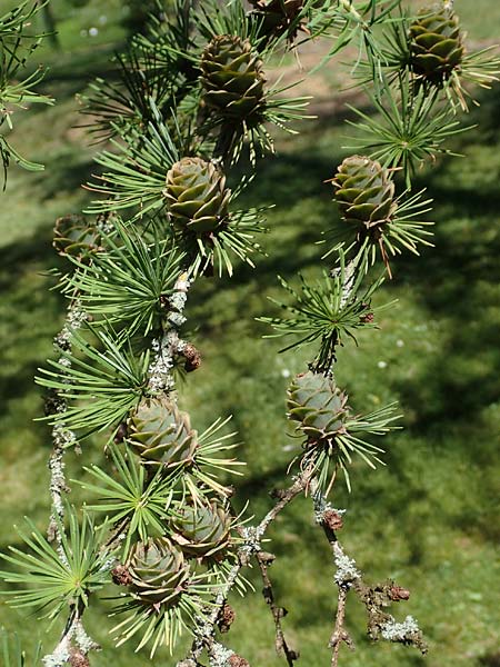 Larix kaempferi \ Japanische L�rche / Japanese Larch, D Stuttgart-Hohenheim 19.7.2018