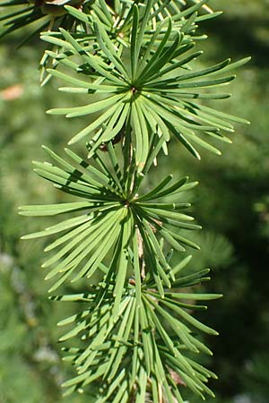 Larix kaempferi \ Japanische L�rche / Japanese Larch, D Stuttgart-Hohenheim 19.7.2018