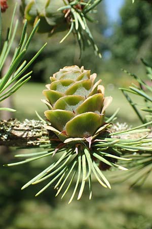 Larix kaempferi \ Japanische L�rche / Japanese Larch, D Stuttgart-Hohenheim 19.7.2018