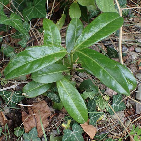 Prunus laurocerasus \ Kirsch-Lorbeer, Lorbeerkirsche / Cherry Laurel, D Hohwacht 13.9.2021