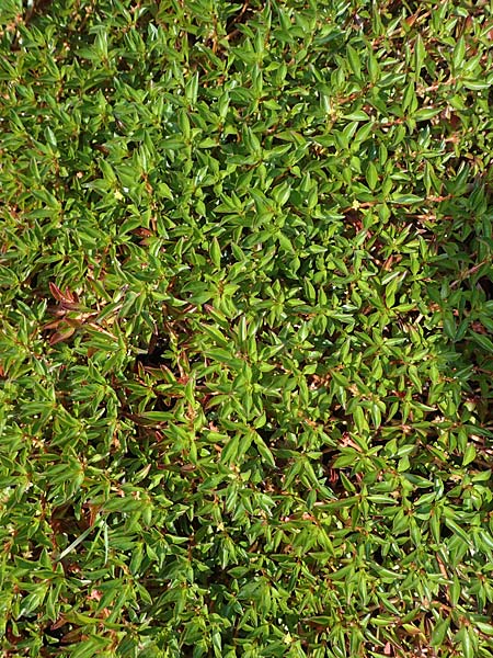Ludwigia x kentiana \ Hybrid-Heusenkraut / False Hampshire Purslane, D Karlsruhe Fritschlach 23.7.2022