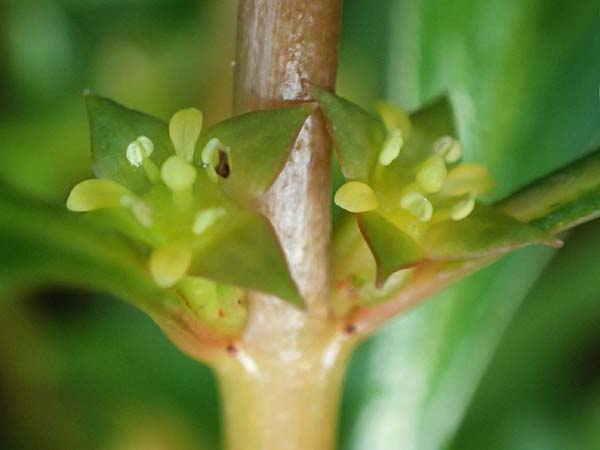Ludwigia x kentiana \ Hybrid-Heusenkraut / False Hampshire Purslane, D Karlsruhe Fritschlach 23.7.2022