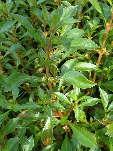 Ludwigia x kentiana \ Hybrid-Heusenkraut / False Hampshire Purslane, D Karlsruhe Fritschlach 23.7.2022