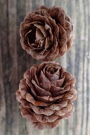 Larix kaempferi \ Japanische L�rche / Japanese Larch, D Weinheim an der Bergstra&szlig;e 18.2.2024