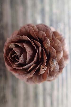 Larix kaempferi \ Japanische L�rche / Japanese Larch, D Weinheim an der Bergstra&szlig;e 18.2.2024