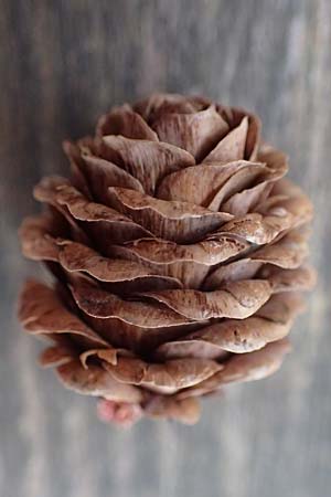 Larix kaempferi \ Japanische L�rche / Japanese Larch, D Weinheim an der Bergstra&szlig;e 18.2.2024