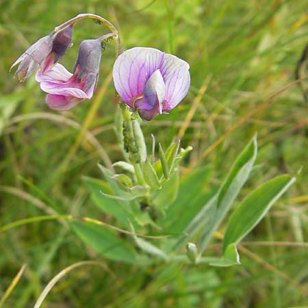 Lathyrus linifolius \ Berg-Platterbse / Bitter Vetchling, D Taunus, Gro&szlig;er Feldberg 11.7.2009
