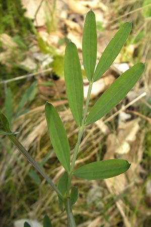 Lathyrus linifolius \ Berg-Platterbse / Bitter Vetchling, D Rheinhessen, Wendelsheim 29.4.2010