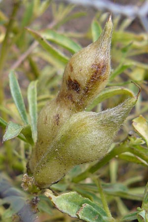 Lupinus luteus \ Gelbe Lupine / Yellow European Lupin, D Botan. Gar.  Universit.  Mainz 13.9.2008