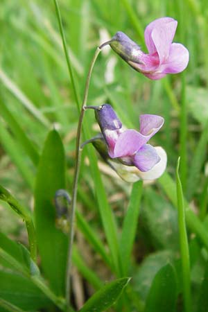 Lathyrus linifolius \ Berg-Platterbse / Bitter Vetchling, D N&uuml;dlingen 9.5.2015