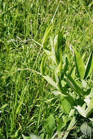 Lathyrus latifolius \ Breitbl�ttrige Platterbse / Broad-Leaved Everlasting Pea, D T&uuml;bingen 3.6.2015