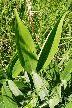 Lathyrus latifolius \ Breitbl�ttrige Platterbse / Broad-Leaved Everlasting Pea, D T&uuml;bingen 3.6.2015