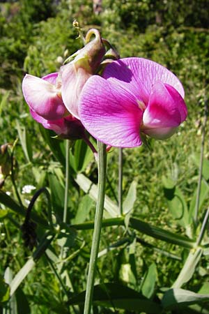 Lathyrus latifolius \ Breitbl�ttrige Platterbse / Broad-Leaved Everlasting Pea, D T&uuml;bingen 3.6.2015