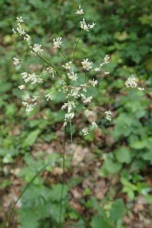 Luzula luzuloides \ Wei�liche Hainsimse / White Wood-Rush, D &Ouml;stringen-Eichelberg 28.5.2016