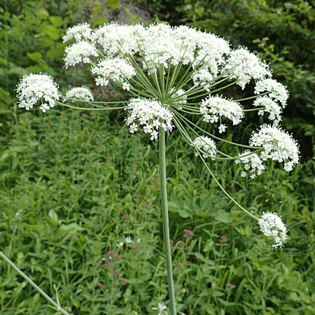 Laserpitium latifolium \ Breitbl�ttriges Laserkraut / Broad-Leaved Sermountain, D Spaichingen 26.6.2018