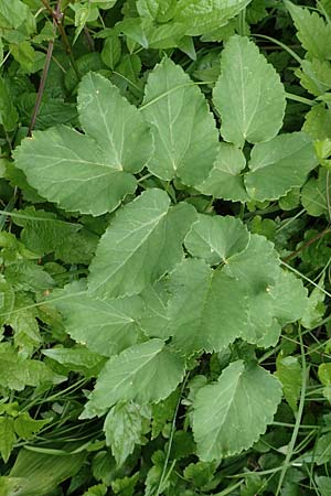 Laserpitium latifolium \ Breitbl�ttriges Laserkraut / Broad-Leaved Sermountain, D Spaichingen 26.6.2018