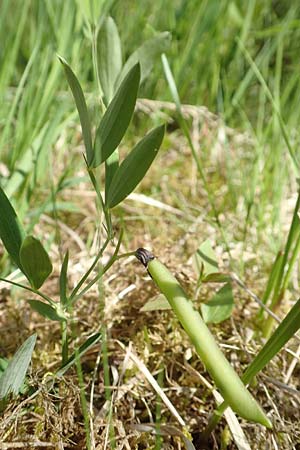 Lathyrus linifolius \ Berg-Platterbse / Bitter Vetchling, D Rosenthal 15.6.2019