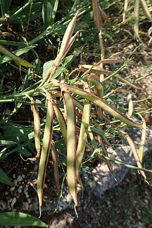 Lathyrus latifolius \ Breitbl�ttrige Platterbse / Broad-Leaved Everlasting Pea, D Eckelsheim 18.7.2020