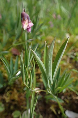 Lathyrus linifolius \ Berg-Platterbse / Bitter Vetchling, D Odenwald, W&uuml;nschmichelbach 8.5.2021
