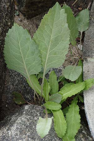 Lepidium latifolium \ Breitbl�ttrige Kresse / Dittander, D Heiligenhafen 17.9.2021