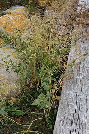 Lepidium latifolium \ Breitbl�ttrige Kresse / Dittander, D Heiligenhafen 17.9.2021