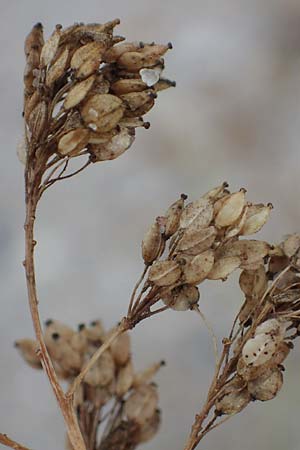 Lepidium latifolium \ Breitbl�ttrige Kresse / Dittander, D Heiligenhafen 17.9.2021