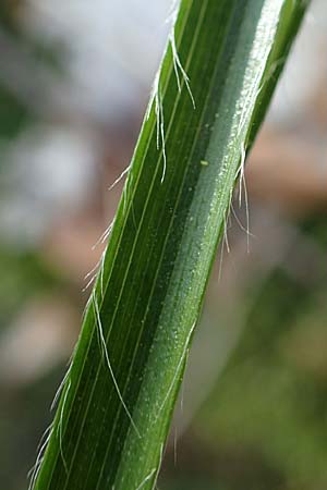 Luzula luzuloides \ Wei�liche Hainsimse / White Wood-Rush, D Zwingenberg an der Bergstra&szlig;e 15.4.2022