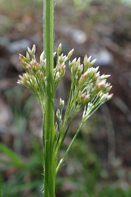 Luzula luzuloides \ Wei�liche Hainsimse / White Wood-Rush, D Zwingenberg an der Bergstra&szlig;e 15.4.2022