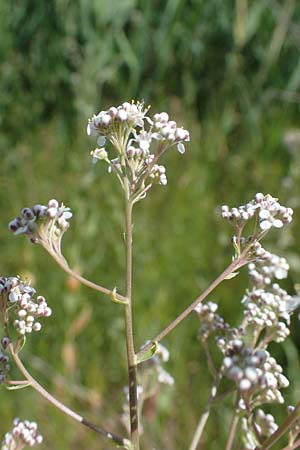 Lepidium latifolium \ Breitbl�ttrige Kresse / Dittander, D Sachsen-Anhalt, Salziger See 7.6.2022