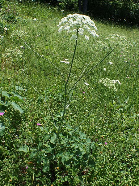 Laserpitium latifolium \ Breitbl�ttriges Laserkraut / Broad-Leaved Sermountain, D Th&uuml;ringen, K&ouml;lleda 15.6.2023