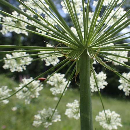Laserpitium latifolium \ Breitbl�ttriges Laserkraut / Broad-Leaved Sermountain, D Th&uuml;ringen, K&ouml;lleda 15.6.2023