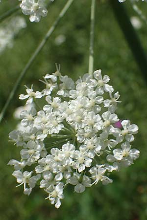 Laserpitium latifolium \ Breitbl�ttriges Laserkraut / Broad-Leaved Sermountain, D Th&uuml;ringen, K&ouml;lleda 15.6.2023