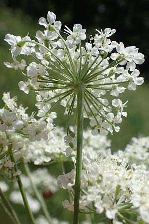 Laserpitium latifolium \ Breitbl�ttriges Laserkraut / Broad-Leaved Sermountain, D Th&uuml;ringen, K&ouml;lleda 15.6.2023