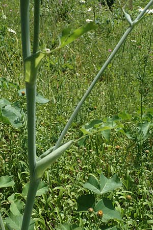 Laserpitium latifolium \ Breitbl�ttriges Laserkraut / Broad-Leaved Sermountain, D Th&uuml;ringen, K&ouml;lleda 15.6.2023