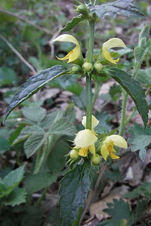 Lamium montanum \ Berg-Goldnessel / Mountain Yellow Archangel, D Odenwald, Oberabtsteinach 16.4.2007